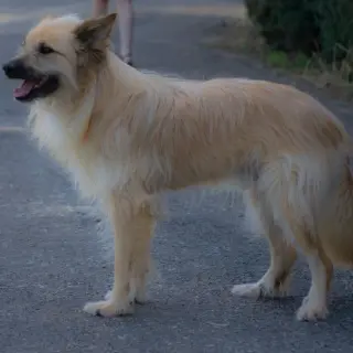 Rocki