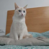 Adopta a Miyuki