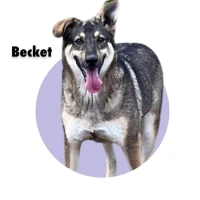 Adopta a Becket