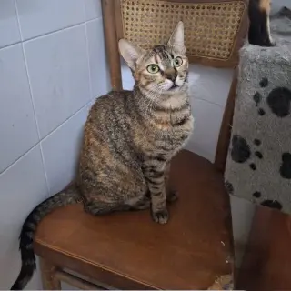 Luci
