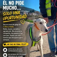 Adopta a Curro -- Galgo Tlf 645978718