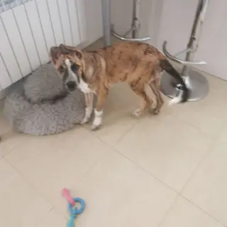 Socks