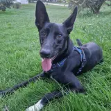 Adopta a Haku
