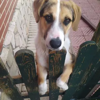 Bela En Adopción
