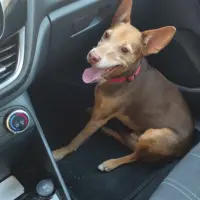 Adopta a Perdigon