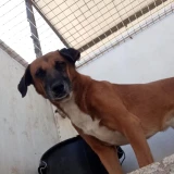 Adopta a Cortes