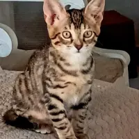 Adopta a Mia Y Lia