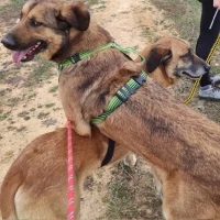 Adopta a Astérix y Obelix