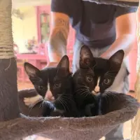 Adopta a Gatitos