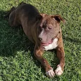 Adopta a Tomas