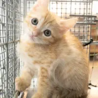 Adopta a Pomelo