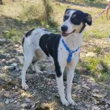 Adopta a Lilith