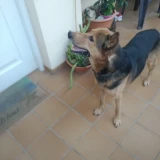 Adopta a Rex