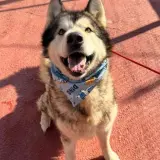 Adopta a Alpha