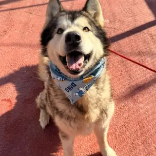 Alpha