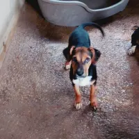Adopta a Moka