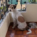 Adopta a Bianca