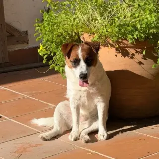 Mel