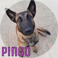 Adopta a Pingo