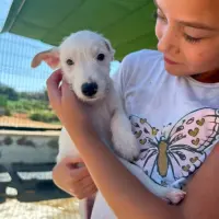 Adopta a Hermes Precioso Cachorro Tlf 645978718