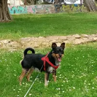 Adopta a Flow