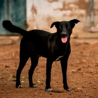 Milu