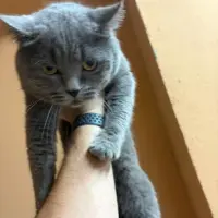 Adopta a Thunder