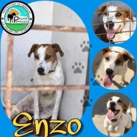 Adopta a Enzo