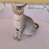 Adopta a Cleopatra