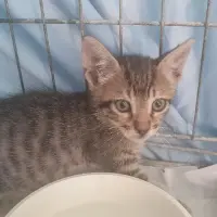 Adopta a Llamp