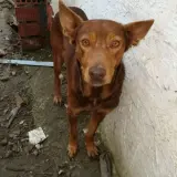 Adopta a Tales