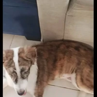 Adopta a Luffy