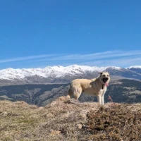 Adopta a Jax