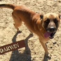 Adopta a Darwin