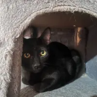 Adopta a Ebano