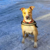 Adopta a Ares