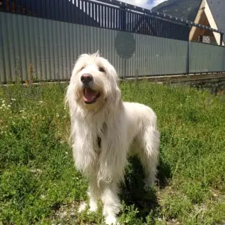 Osito