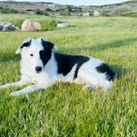 Adopta a Molly