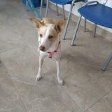 Adopta a Asia - Joven Y Pequeña Tlf 645978718