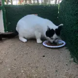 Adopta a Blanqui