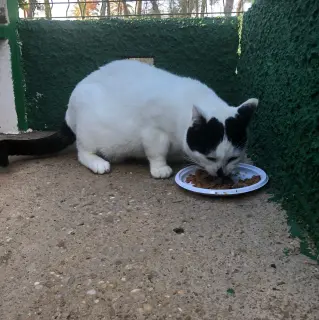 Blanqui