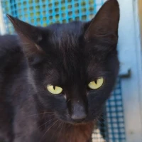 Adopta a Negrita