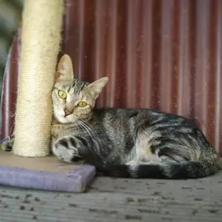 Megan