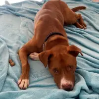 Adopta a Capi
