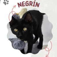 Adopta a Negrín