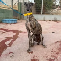 Adopta a Vega