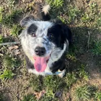 Adopta a Nora