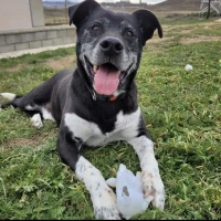 Adopta a Tom