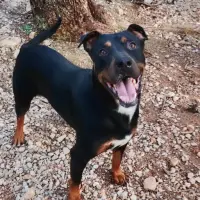 Adopta a Calimero