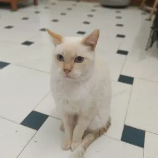 Zeus